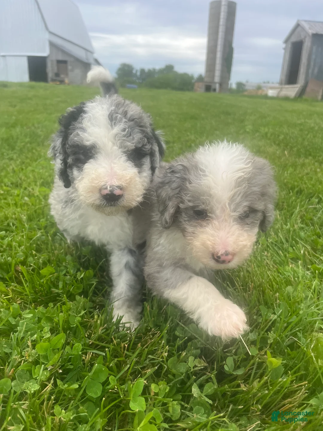 Sheepadoodle dogs for sale: Stella - Ad 2