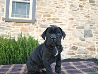 Cane Corso dogs - Ad 20
