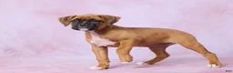 Boxer dogs for sale: Macy - Ad 5
