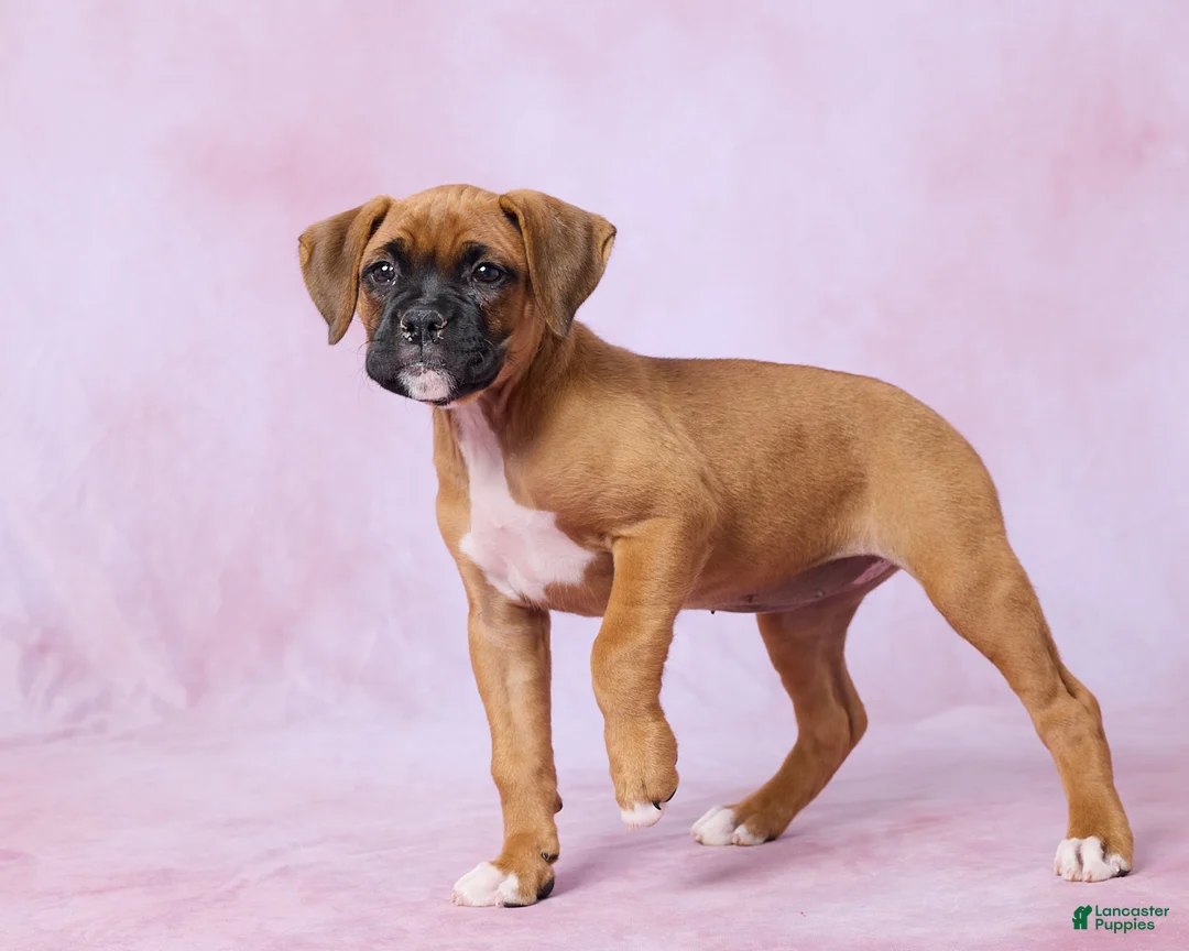 Boxer dogs for sale: Macy - Ad 5