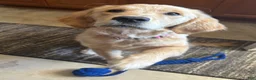 Golden Retriever dogs for sale: Golden Retriever Puppy 1 - Ad 9