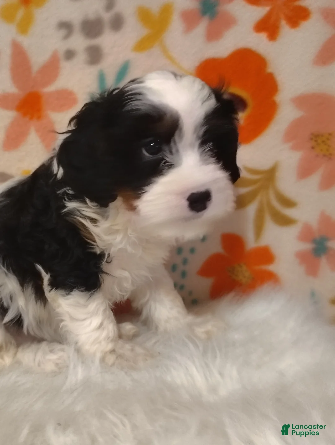Cavapoo dogs for sale: Charles  - Ad 2