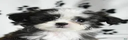 Shih Tzu dogs for sale: Zippity Do Da - Ad 2