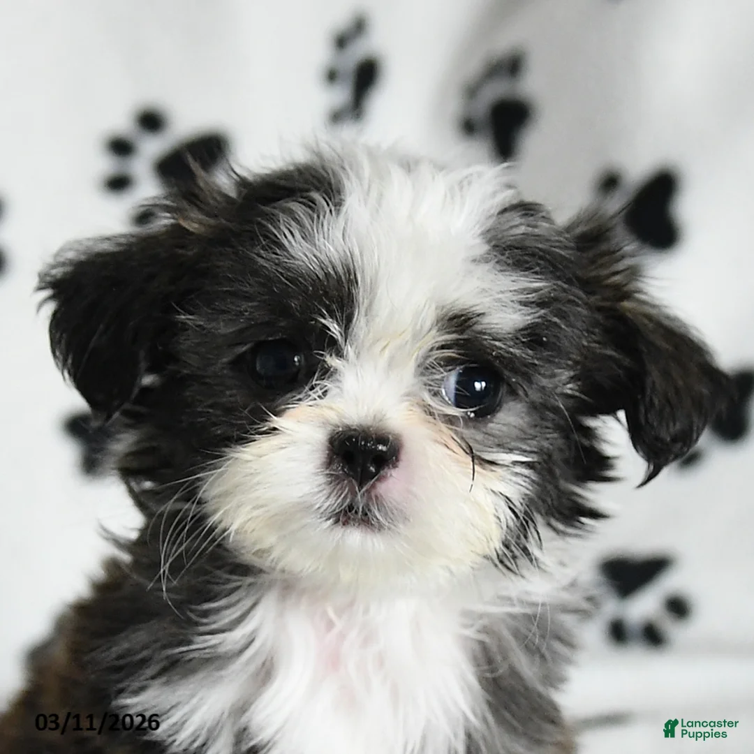 Shih Tzu dogs for sale: Zippity Do Da - Ad 2