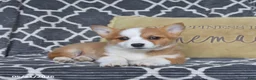 Welsh Corgi Pembroke dogs for sale: Hazel - Ad 3