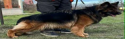 German Shepherd dogs for sale: Long Coat Female - Ad 12