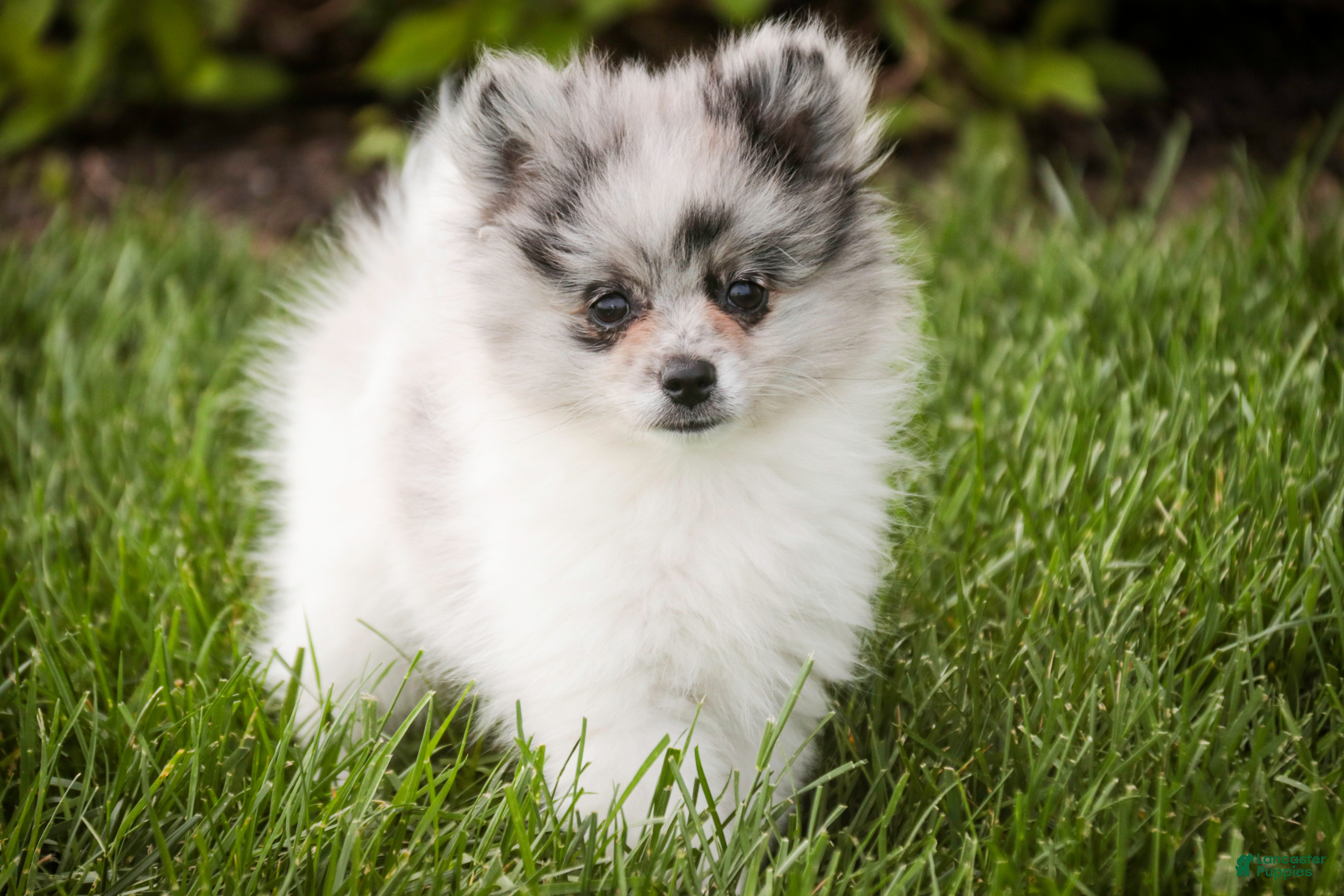 Pomeranian dogs for sale: Tripp - Ad 6