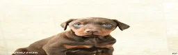 Doberman Pinscher dogs for sale: Fern - Ad 5