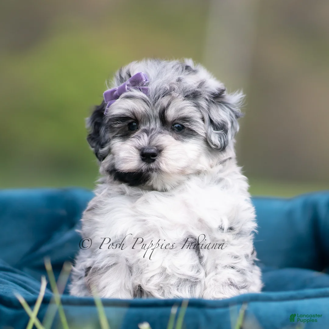 Maltipoo dogs for sale: Willow - Ad 1