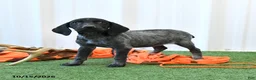German Shorthaired Pointer dogs for sale: Lisa - Ad 3