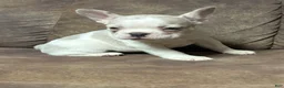 French Bulldog dogs for sale: Honey - Ad 3