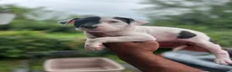 American Pit Bull Terrier dogs for sale: American Pit Bull Terrier 5 - Ad 2
