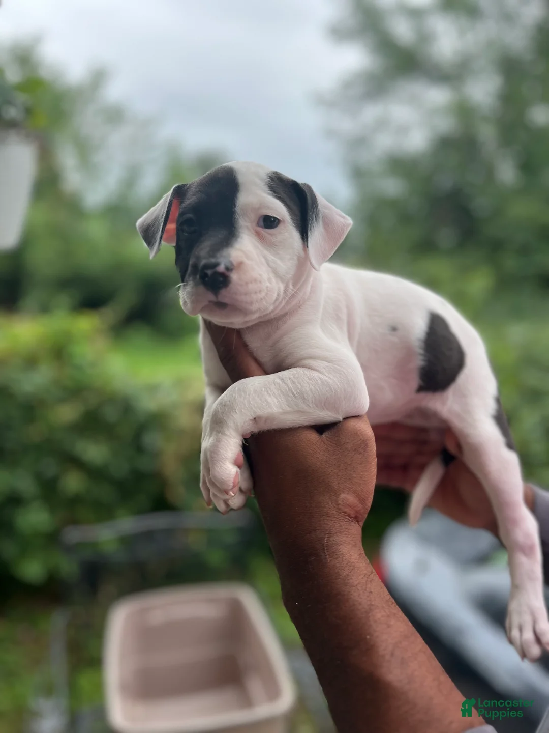 American Pit Bull Terrier dogs for sale: American Pit Bull Terrier 5 - Ad 2