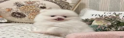 Pomeranian dogs for sale: Grace - Ad 4