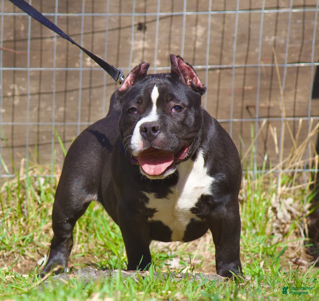 American Bully dogs for sale: American Bully Puppy 1 - Ad 1