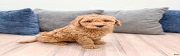 Goldendoodle dogs for sale: Callie - Ad 8