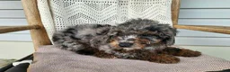 Mini Bernedoodle dogs for sale: Leasha - Ad 12