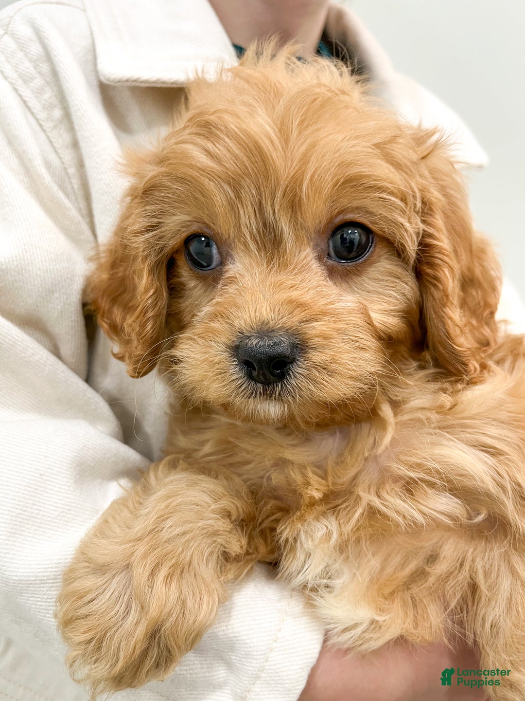 Cavapoo dogs for sale: Champ - Ad 7