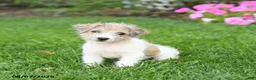 Mixed Breed dogs for sale: Fancy - Ad 3