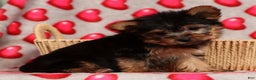 Yorkshire Terrier dogs for sale: Amelia - Ad 6