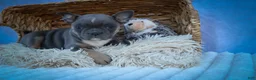 Frenchton dogs for sale: Poppy  - Ad 4
