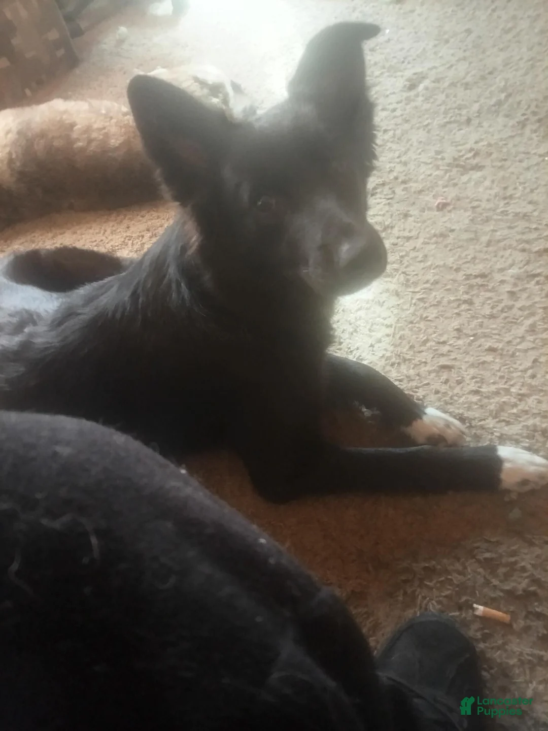 Border Collie dogs for sale: Border Collie 2 - Ad 1