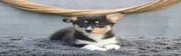 Welsh Corgi Pembroke dogs for sale: Breeze - Ad 2