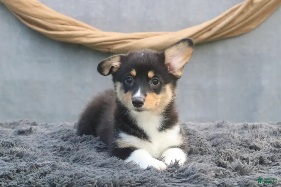 Welsh Corgi Pembroke dogs for sale: Breeze - Ad 2