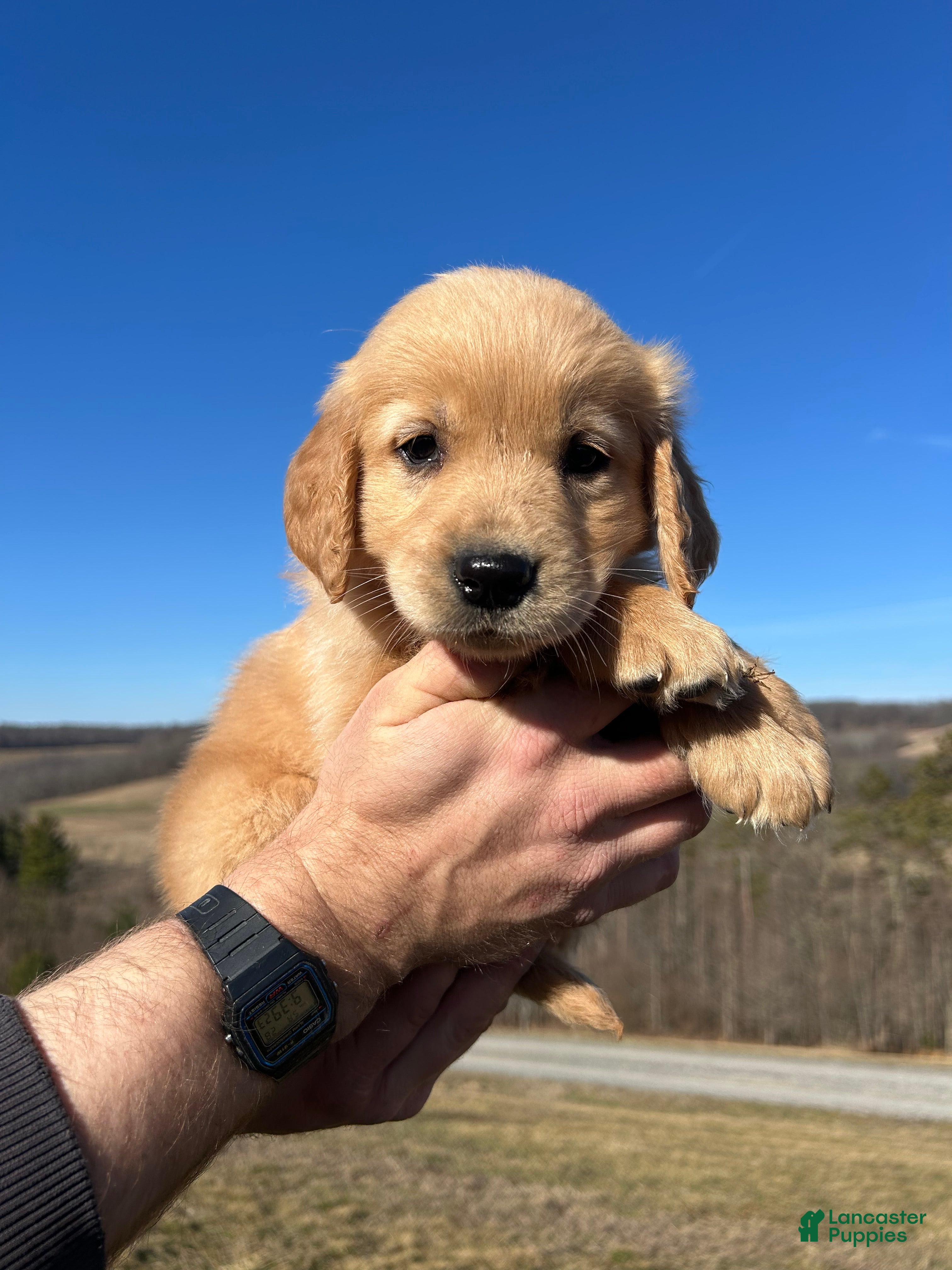 Golden Retriever dogs Rascal  - Ad 1