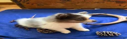 Pomeranian dogs for sale: Pomeranian 2 kendall - Ad 4