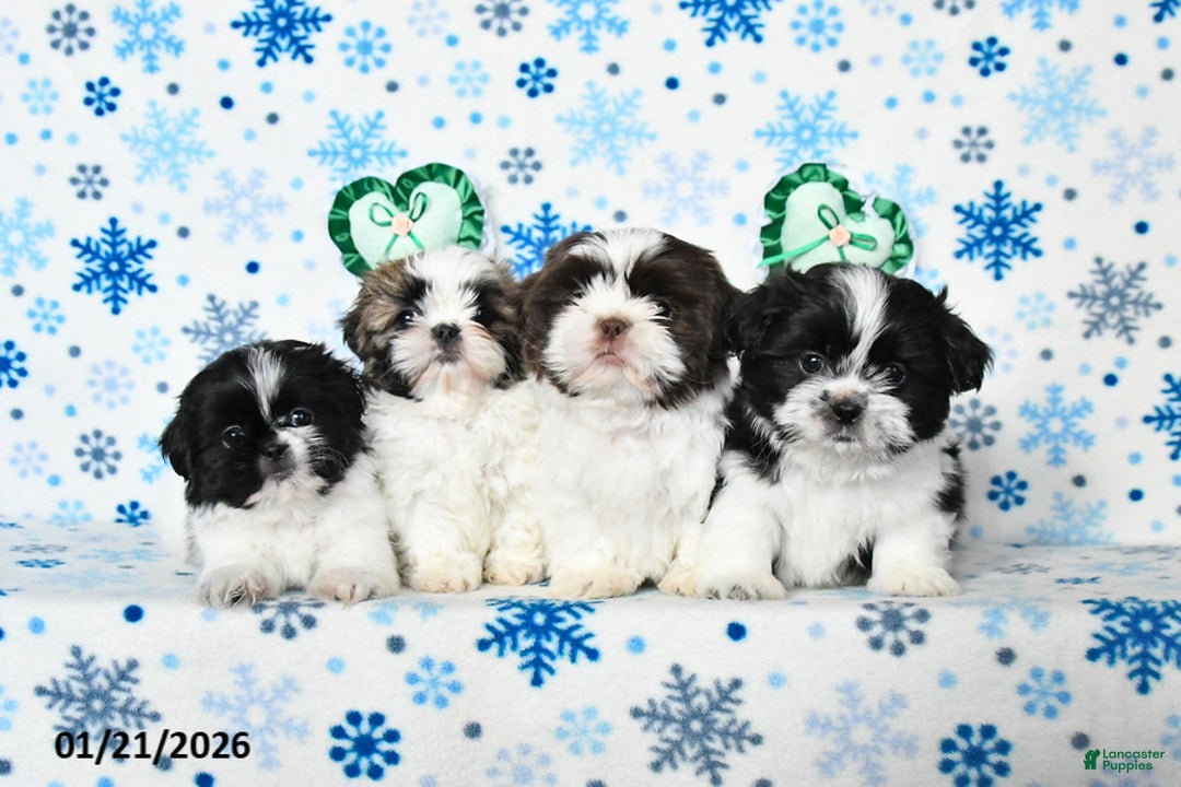 Shih Tzu dogs for sale: Lady - Ad 5
