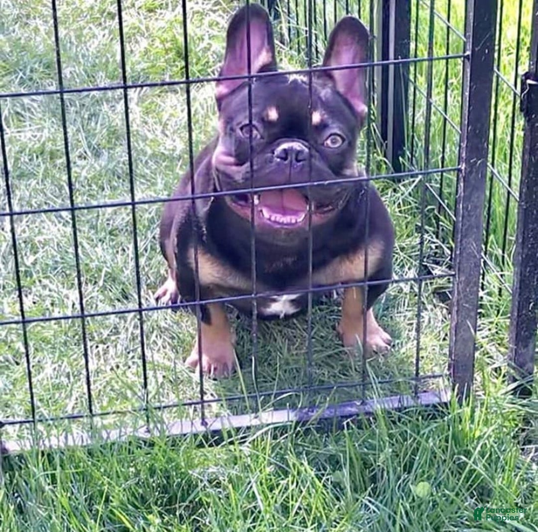 French Bulldog dogs for sale: Monroe  - Ad 2
