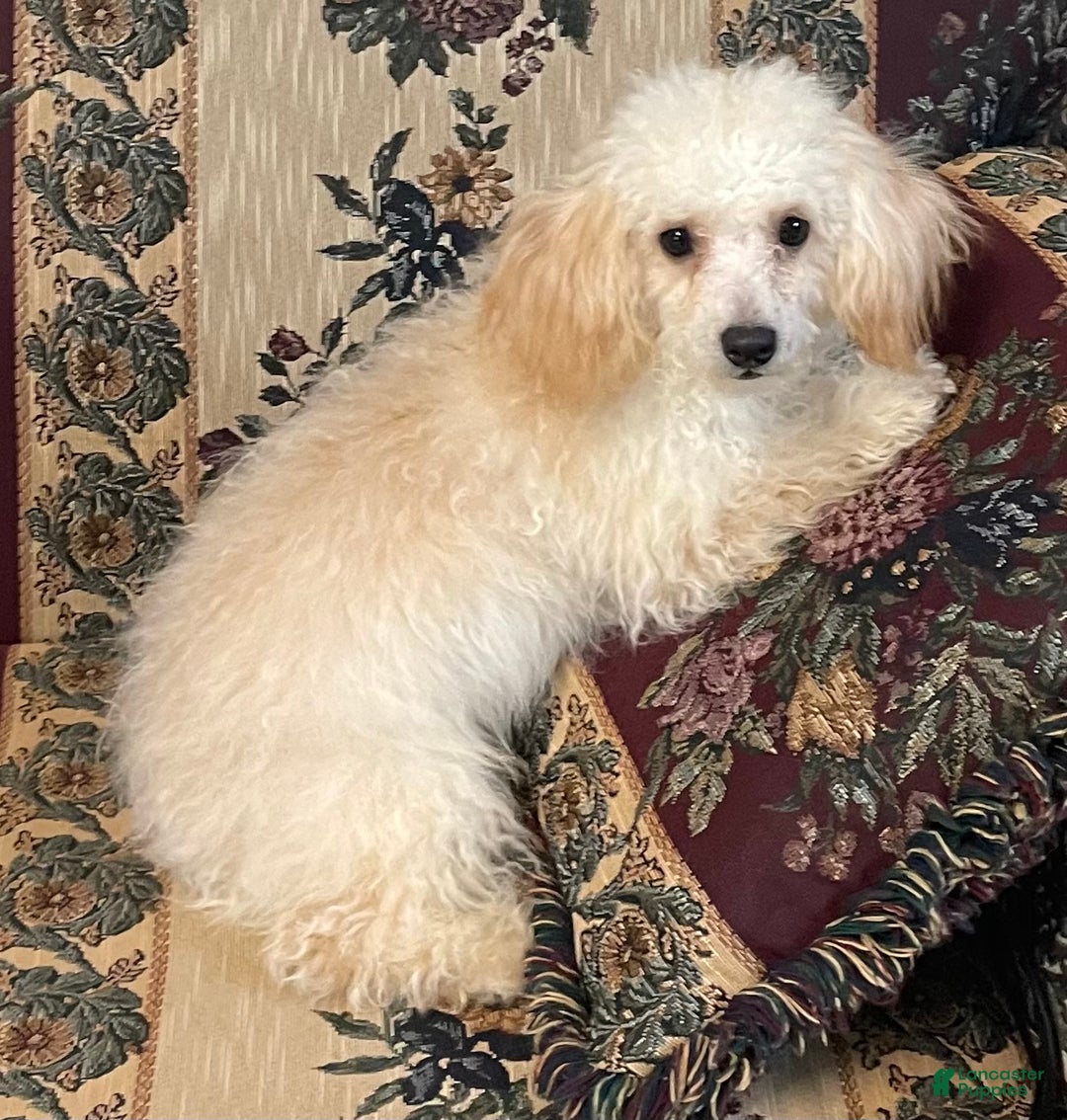 Toy Poodle dogs for sale: Leon - Ad 1