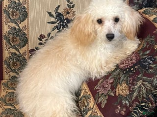 Toy Poodle dogs Leon - Ad 4