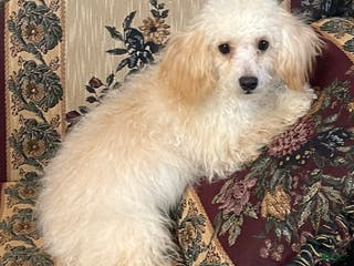 Toy Poodle dogs Leon - Ad 11