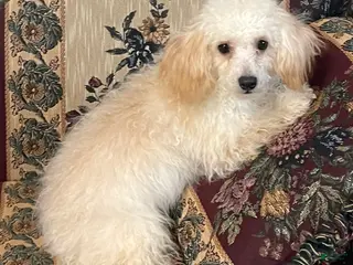 Toy Poodle dogs Leon - Ad 2