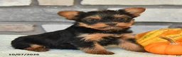 Yorkshire Terrier dogs for sale: Natalie - Ad 2