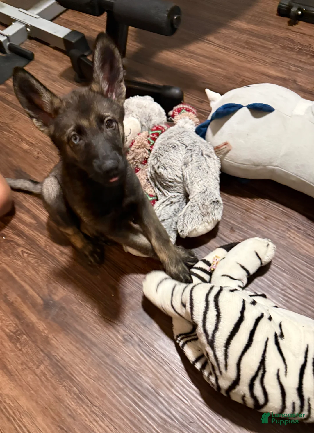 German Shepherd dogs for sale: German Shepherd Puppy 1 - Ad 2