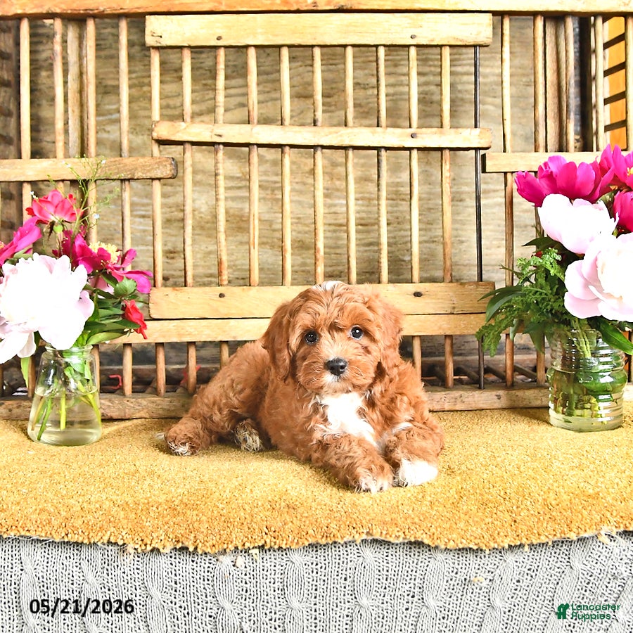 Cavapoo dogs Oscar - Ad 1