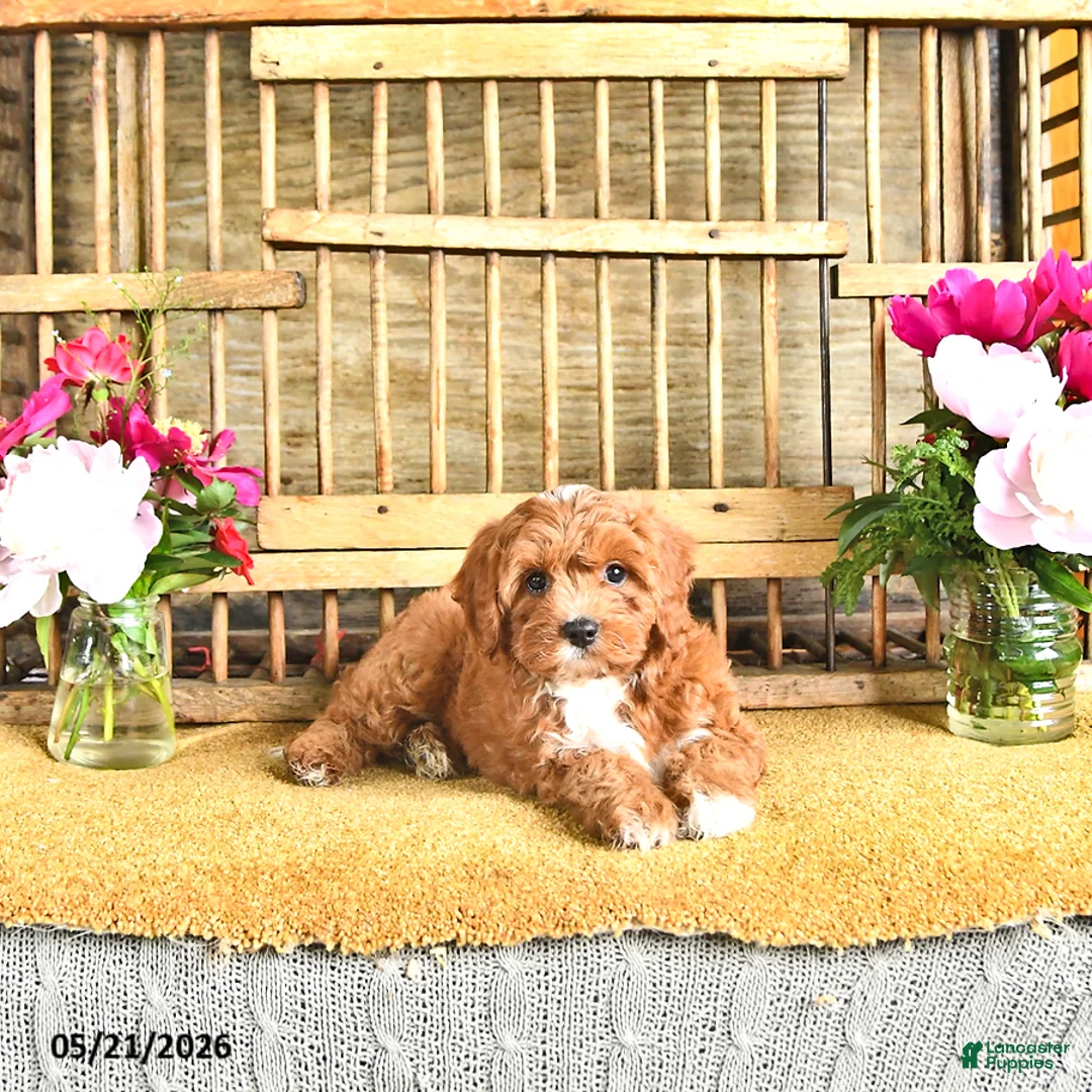 Cavapoo dogs for sale: Oscar - Ad 1