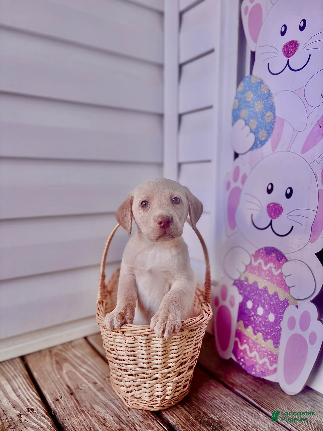 Labrador Retriever dogs for sale: Labrador Retriever Puppy 4 - Ad 2