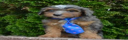 Mini Aussiedoodle dogs for sale: Mini Ace - Ad 20