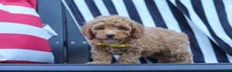 Miniature Poodle dogs for sale: James - Ad 3