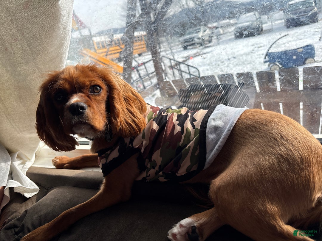 Cavalier King Charles Spaniel dogs for sale: Cavalier King Charles Spaniel Puppy 1 - Ad 2