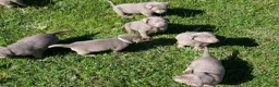 Labrador Retriever dogs for sale: Slate - Ad 2