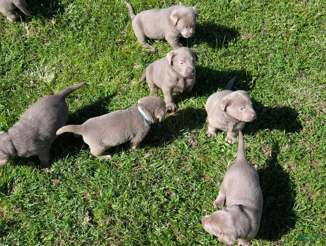 Labrador Retriever dogs for sale: Slate - Ad 2