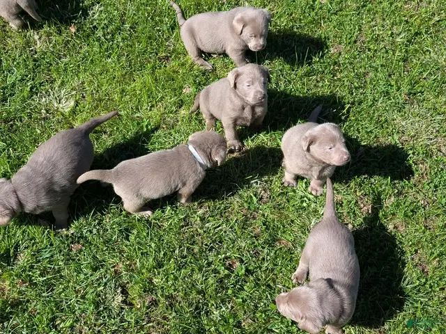 Labrador Retriever dogs for sale: Slate - Ad 2