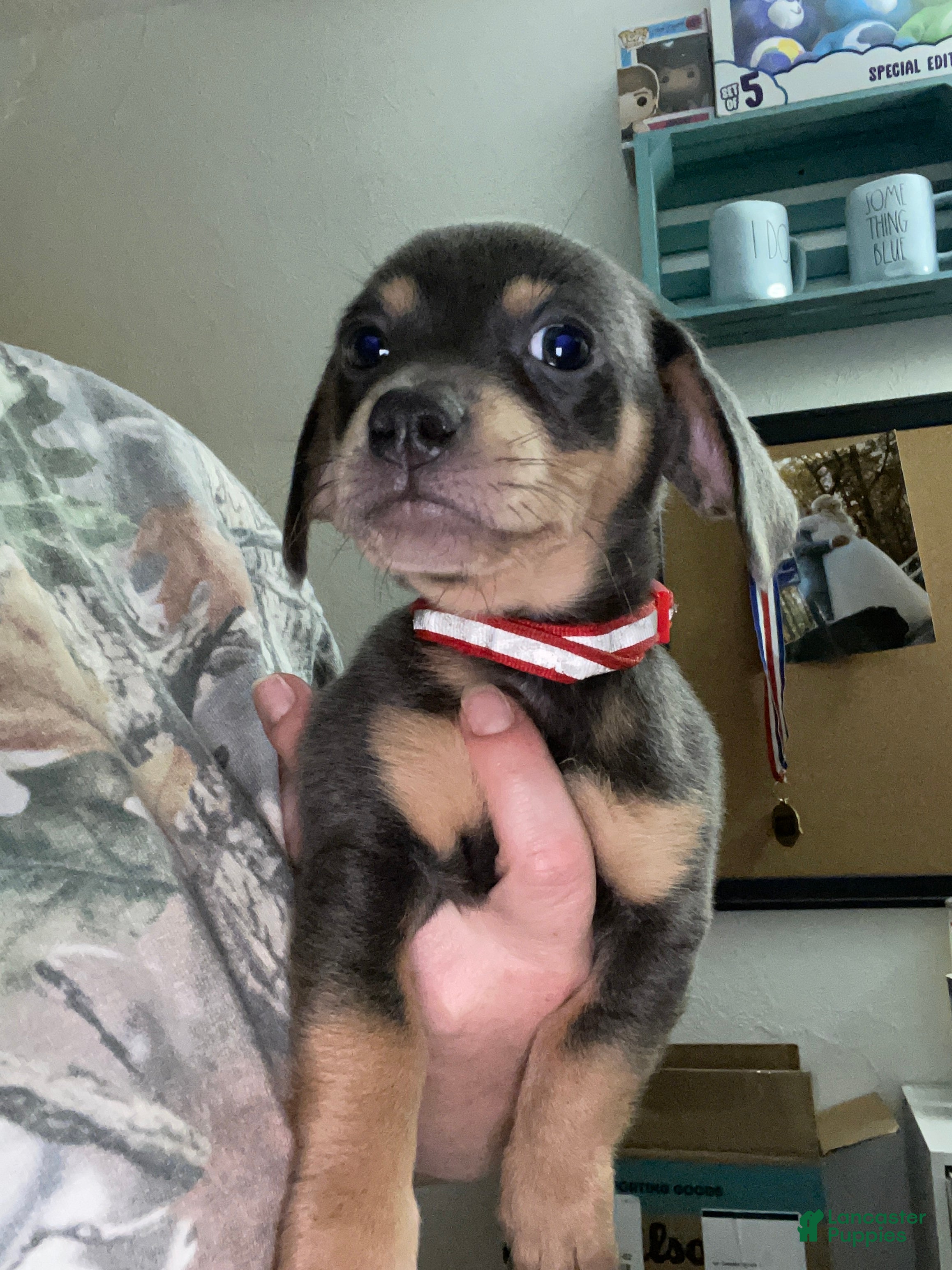 Chiweenie dogs Chiweenie Puppy 1 - Ad 2