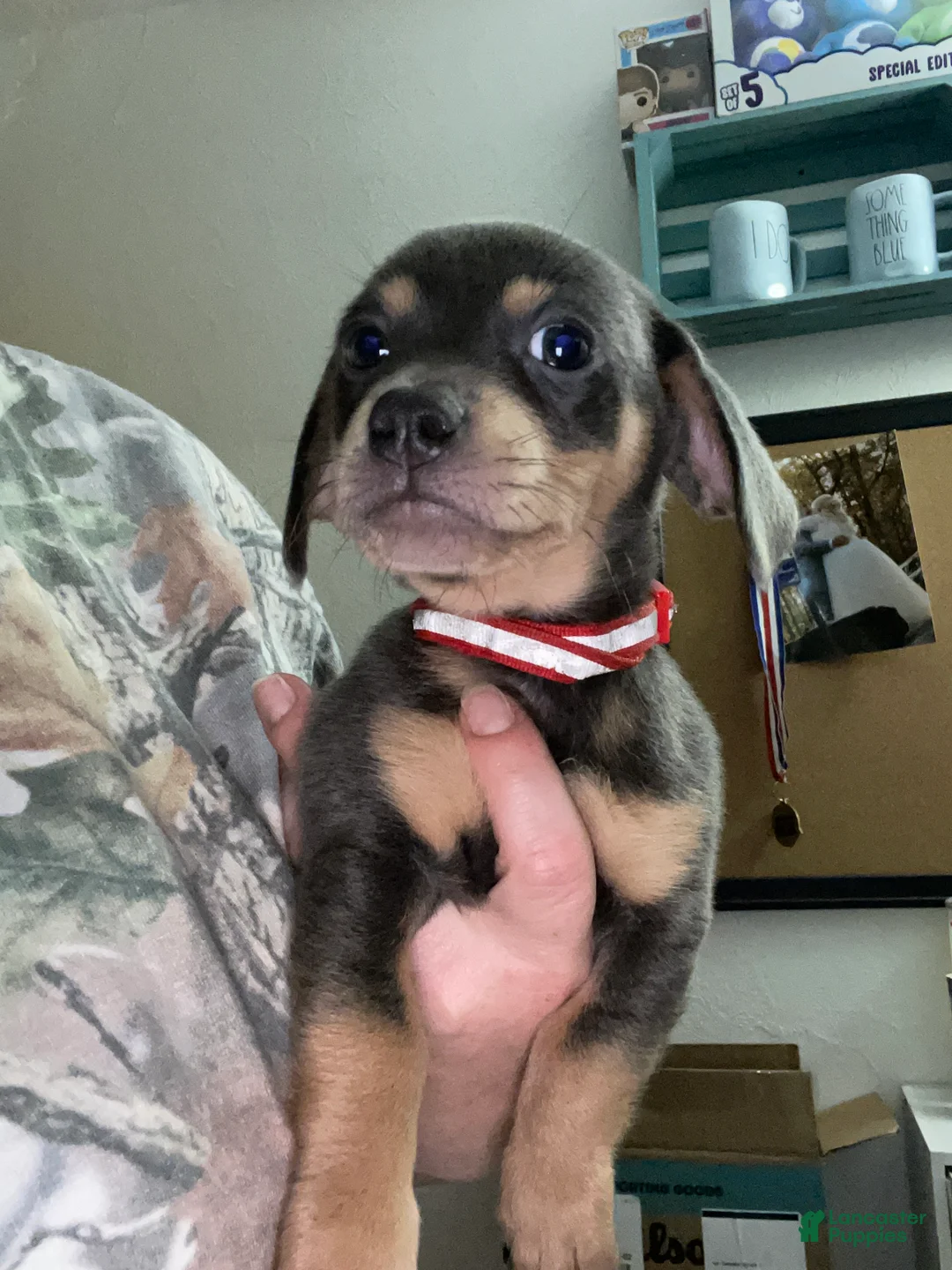 Chiweenie dogs for sale: Chiweenie Puppy 1 - Ad 1