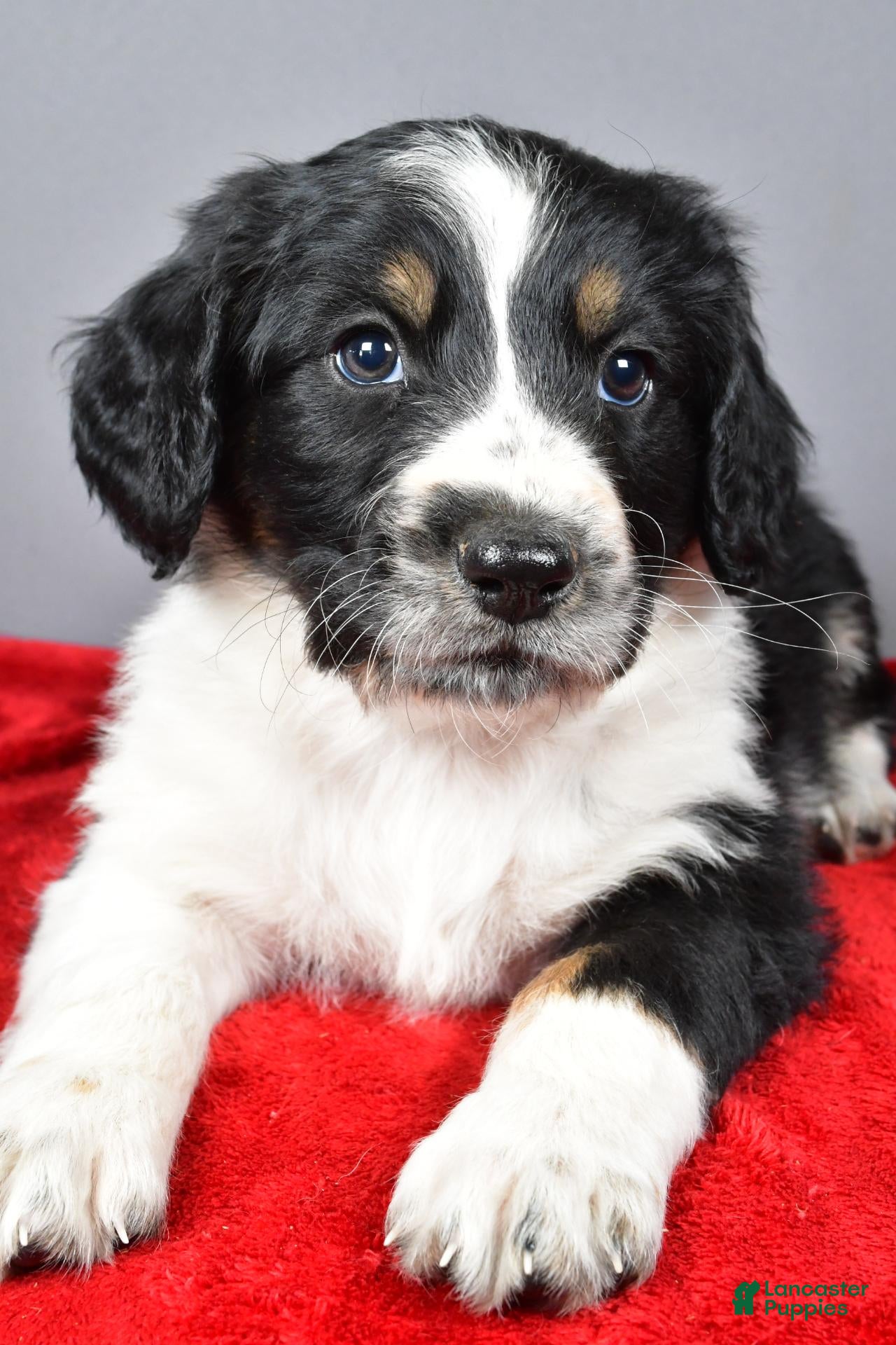 Aussiedoodle dogs for sale: Cody - Ad 2